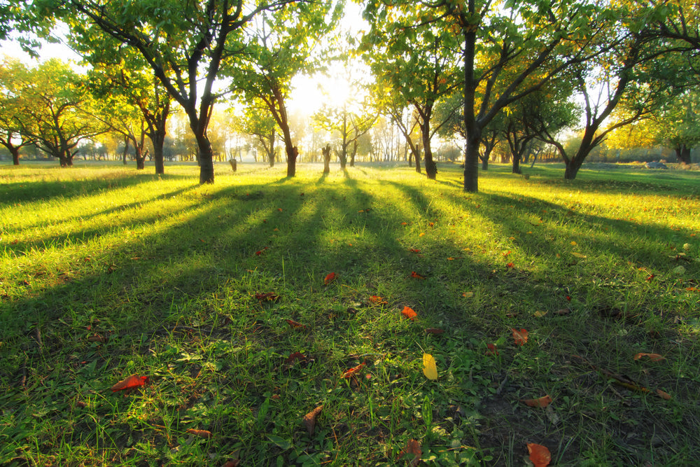 Low late-summer sun casting long tree shadows across a mown lawn in early morning