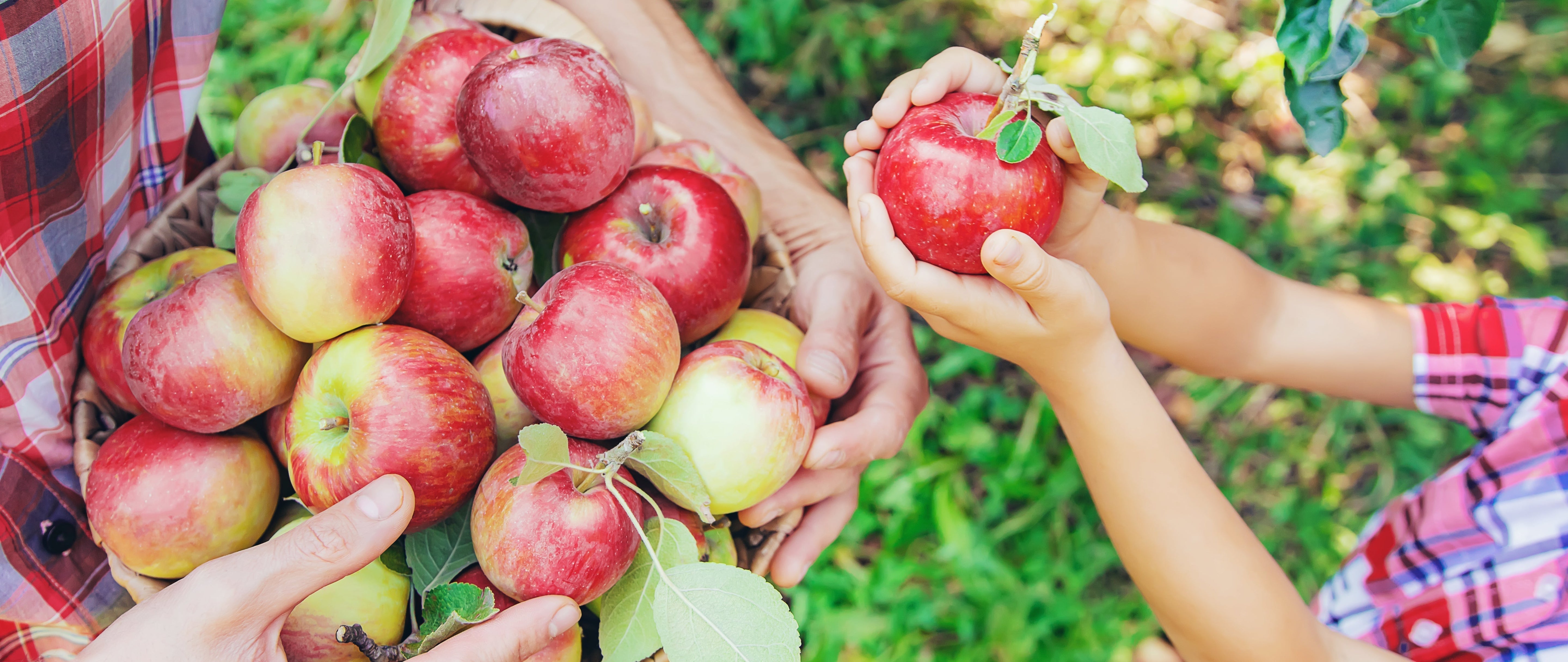 Apple - Crisp Daily Support for Digestion, Heart, and Cellular Health