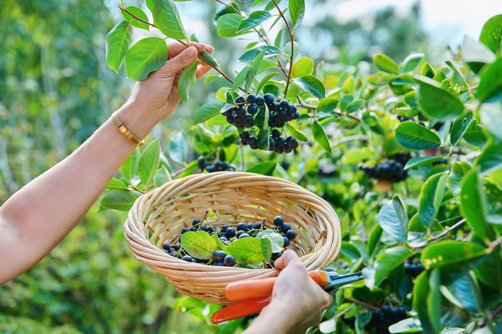 Iron-rich aronia juice – a powerful ally against anemia.