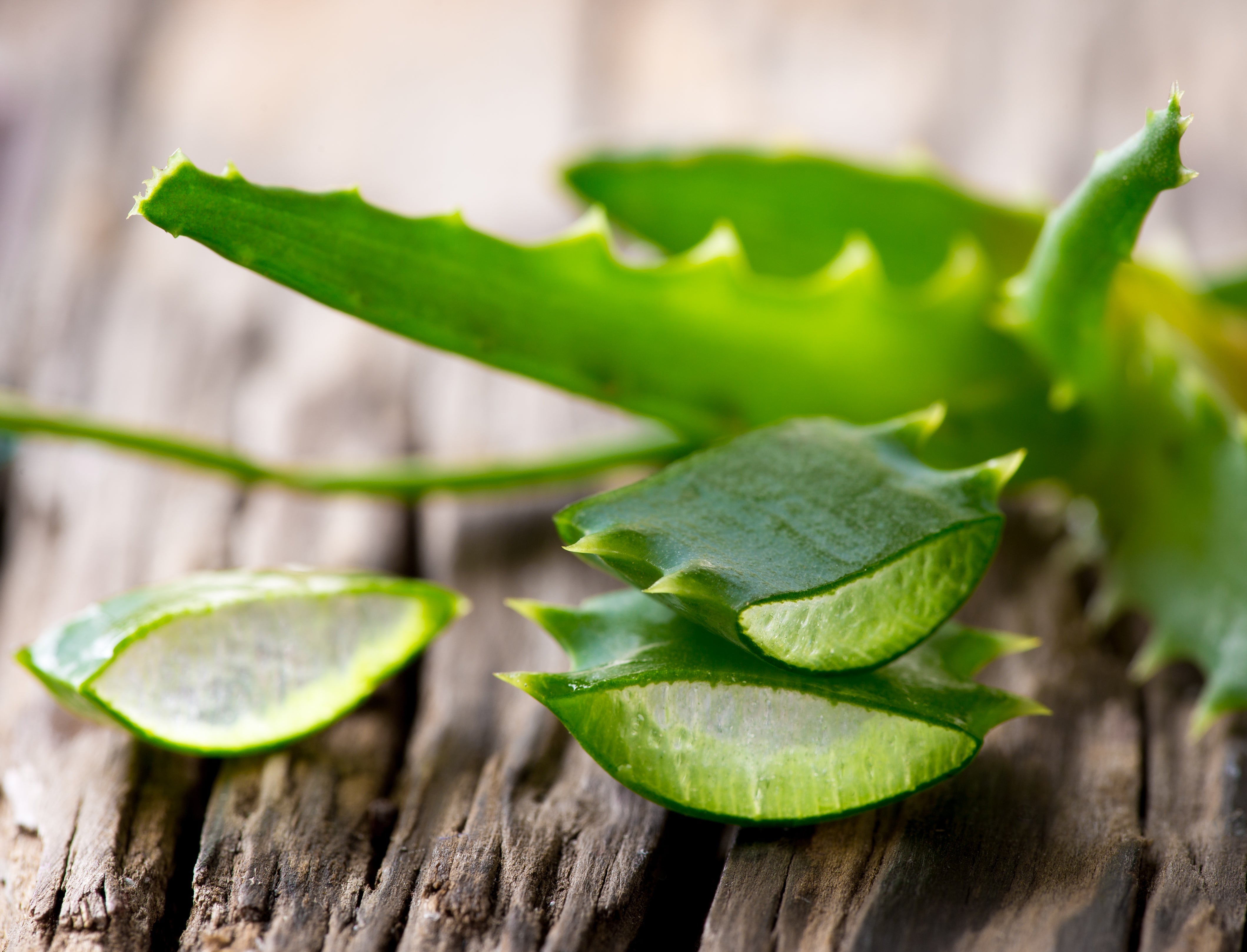 Aloe Vera - Ancient Succulent for Gut Health, Skin, and Immunity