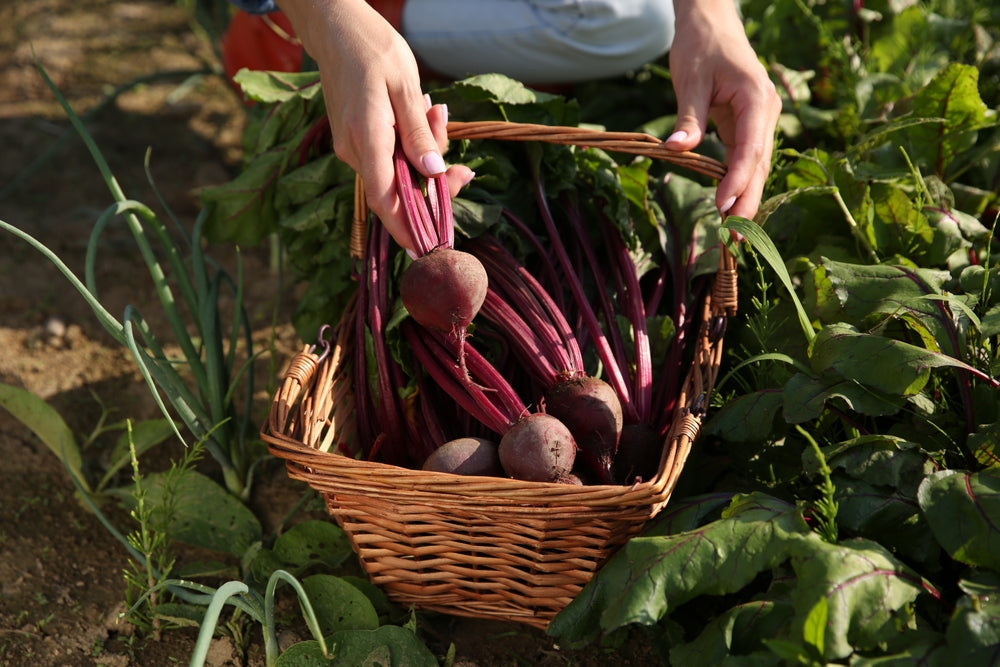 Freshly pulled red beetroots with leaves lying on dark garden soil at harvest