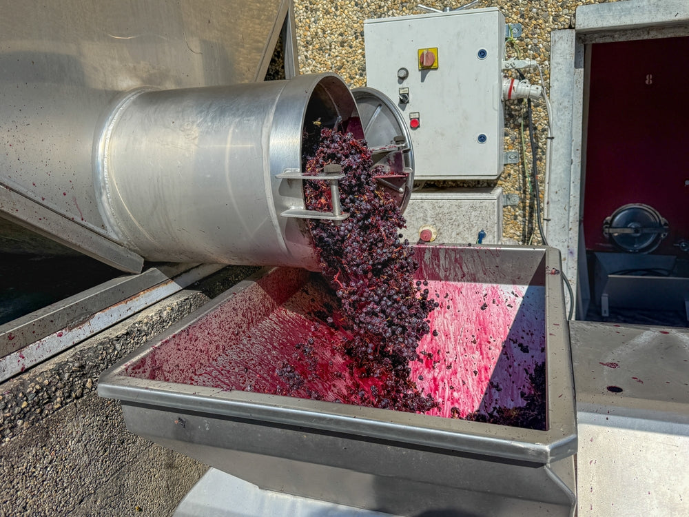 Crushed fruit pomace spread across the belt of an industrial fruit press