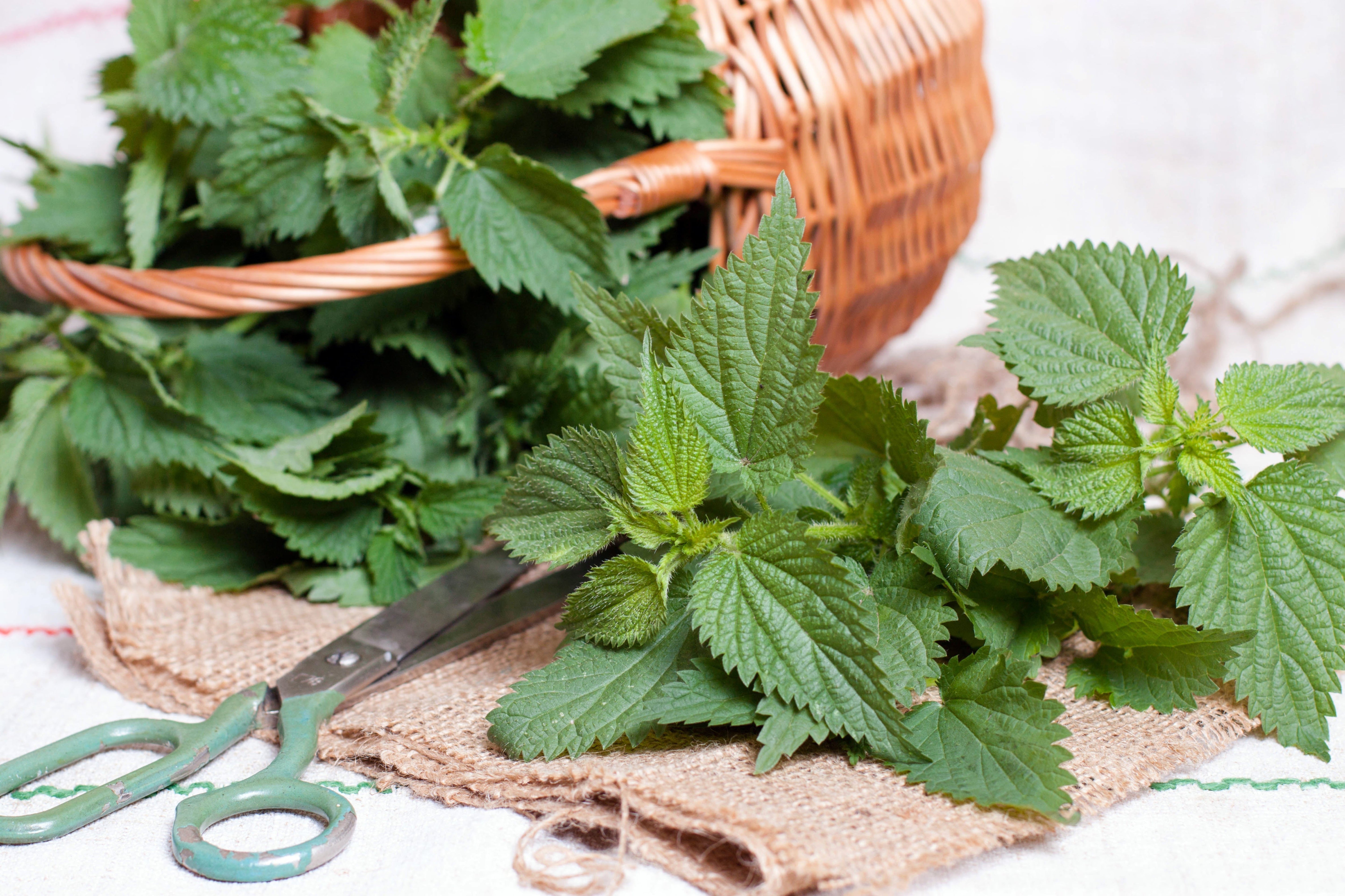 Nettle -A Wild Green Tonic for Detox, Joints, and Vitality