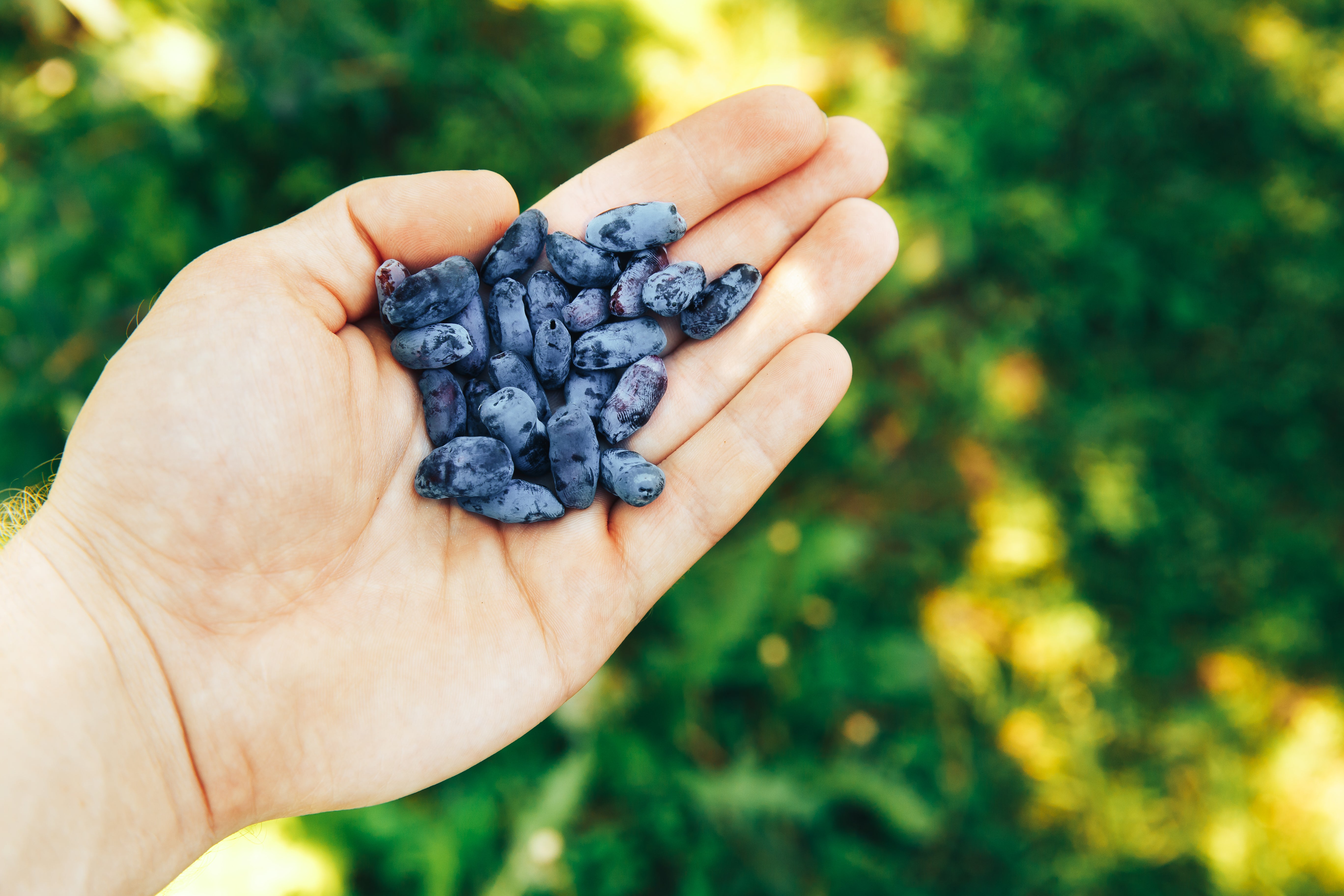 Discover haskap berries – the northern “blue gold” rich in antioxidants and vitamin C that support heart health and immunity.