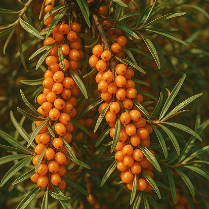 Sea Buckthorn
