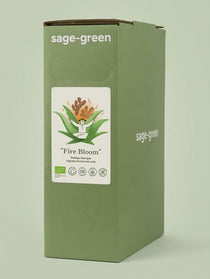 100% organic Aloe vera, turmeric and ginger juice for immunity