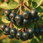 Organic aronia berries used for Nordic Duo juice