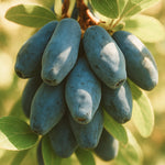 Organic haskap berries used for Frost Kiss juice