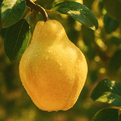 Nordic Shield - The natural protection of the North